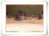 046 Kangaroos.jpg
